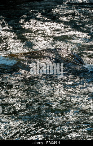 Close-up of backlit Arkansas River which runs through the downtown historic district of the small mountain town of Salida, Colorado, USA Stock Photo