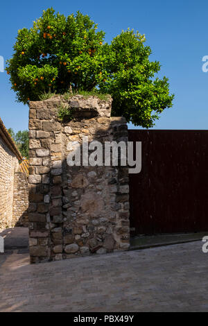 Orange tree with fruit growing over a wall on Placa Claustres in Besalu, Garrotxa, Catalonia, Spain Stock Photo