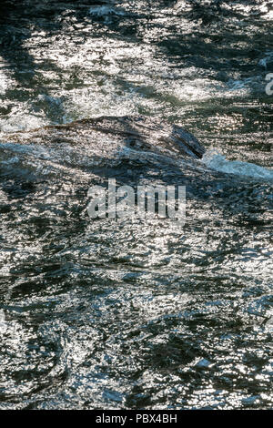 Close-up of backlit Arkansas River which runs through the downtown historic district of the small mountain town of Salida, Colorado, USA Stock Photo