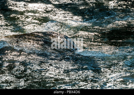 Close-up of backlit Arkansas River which runs through the downtown historic district of the small mountain town of Salida, Colorado, USA Stock Photo