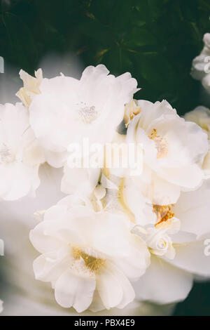 White Rosa canina, commonly known as the dog rose. Stock Photo