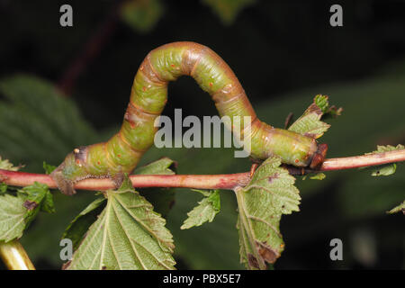 Peppered Moth caterpillar (Biston betularia) crawling along branch. Tipperary, Ireland Stock Photo