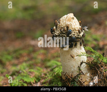 Common Stinkhorn fungi (Phallus impudicus) covered in flies on woodland floor. Tipperary, Ireland Stock Photo