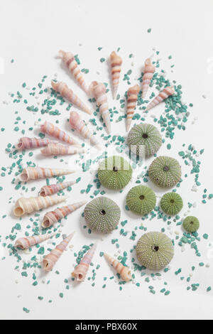 overhead view of a composition on white background with different seashells and some skeletons of sea urchin, allusion to the mediterranean Stock Photo