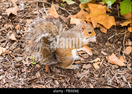 Squirrel eats a hazel nut in New York, USA Stock Photo