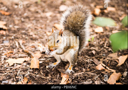 Squirrel eats a hazel nut in New York, USA Stock Photo