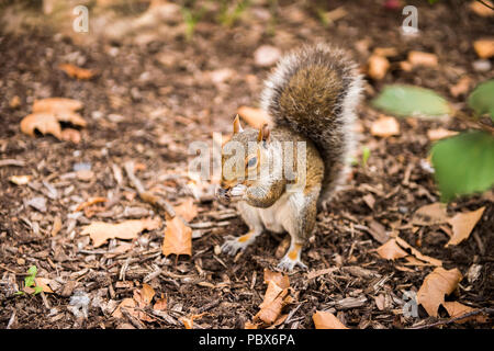 Squirrel eats a hazel nut in New York, USA Stock Photo