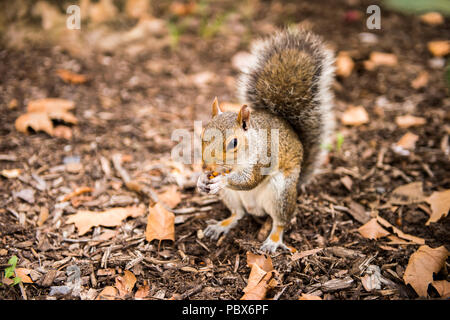Squirrel eats a hazel nut in New York, USA Stock Photo