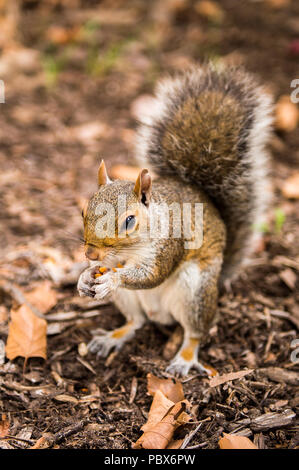 Squirrel eats a hazel nut in New York, USA Stock Photo