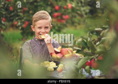 Little, five years old, boy helping with gathering and harvesting apples from apple tree, autumn time.  Child picking apples on farm in autumn. Stock Photo