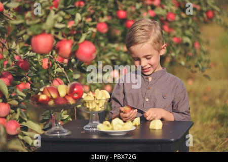 Little, five years old, boy helping with gathering and harvesting apples from apple tree, autumn time.  Child picking apples on farm in autumn. Stock Photo