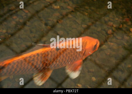 Beautiful coloured koi carp,swimming in shoal, within Roath park, cardiff,South Wales Stock Photo