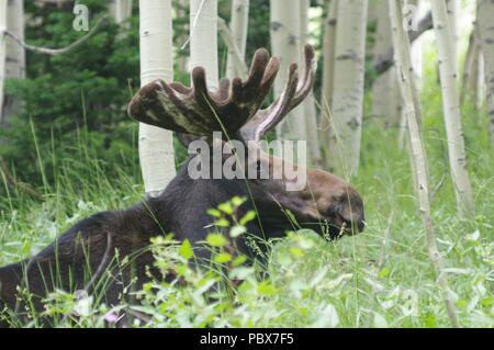 One Bull Moose seen resting on a summer day Stock Photo