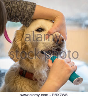 teeth cleaning dog with toothpaste and toothbrush Stock Photo