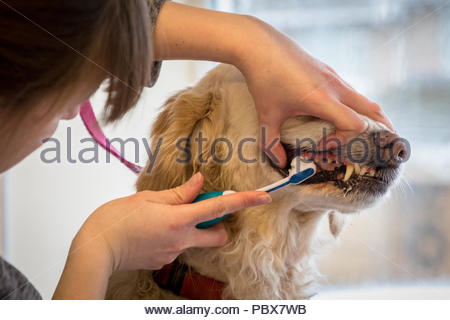 teeth cleaning dog with toothpaste and toothbrush Stock Photo