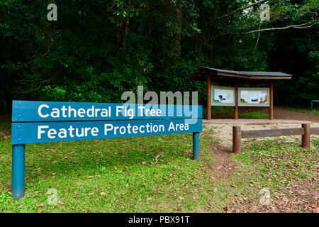 Information signs on the The Cathedral Fig Tree Ficus virens, A huge strangler fig, Atherton Tablelands, QLD, Australia Stock Photo