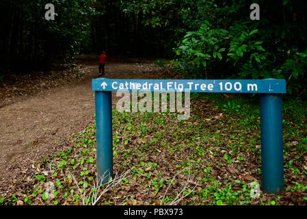 The Cathedral Fig Tree 100m sign, A huge fig Atherton Tablelands, QLD, Australia Stock Photo