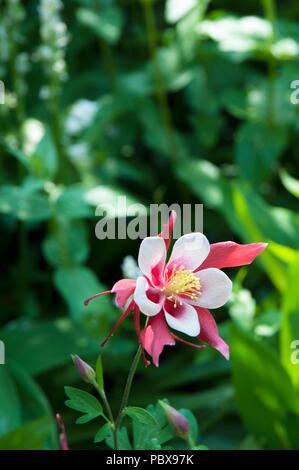 Aqquilegia caerulea 'Red Hobbit' with diffused background and copy space. Stock Photo