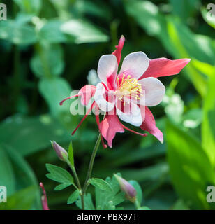 Close up of Aquilegia 'Red Hoibbit' with diffused background. Stock Photo