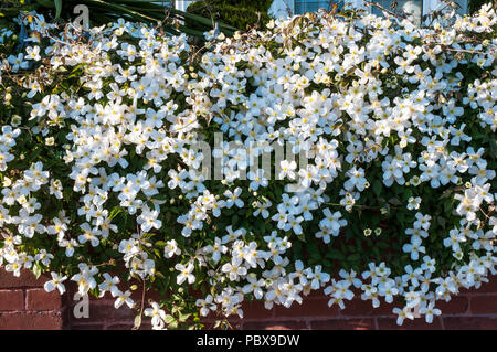White Clematis montana in full flower growing along and over a garden wal in spring.. Stock Photo
