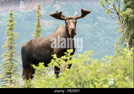 Bull Moose, Summer, Velvet Antlers, Alaska Stock Photo