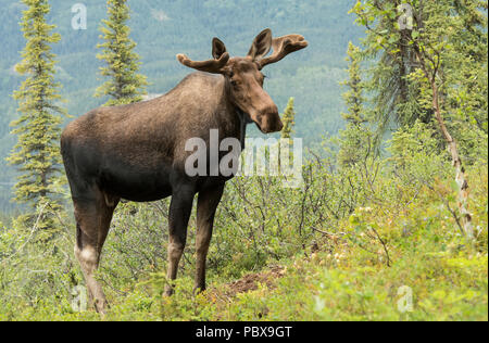 Bull Moose, Summer, Velvet Antlers, Alaska Stock Photo