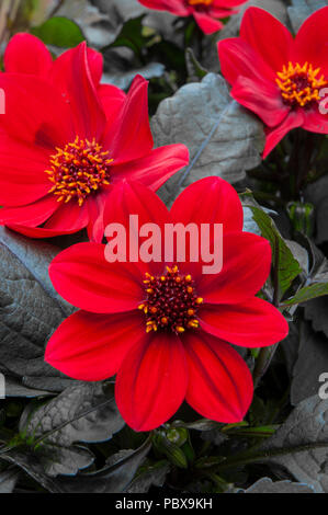 Dahlia 'Wink' Bright red flowers with very dark leaves.Ideal for bedding or pot plant. Stock Photo