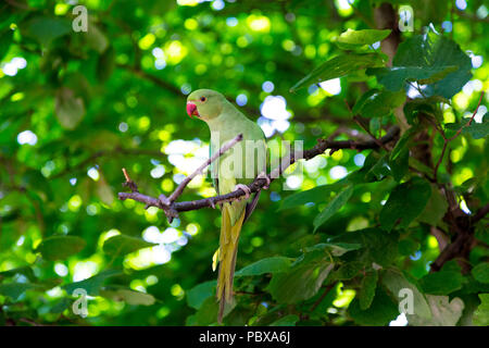 Green parakeet sitting on a branch in a tree, Hyde Park, London, UK Stock Photo