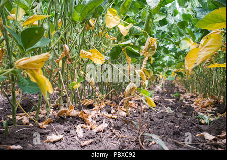 Soybeans field closeup in summer Stock Photo