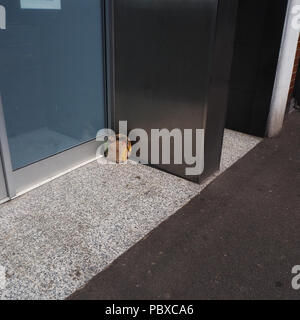 Sneaky dumping of rubbish on the street Stock Photo - Alamy