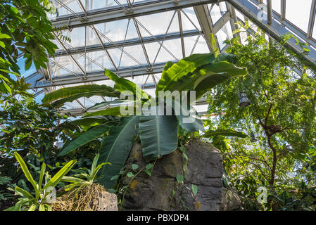 Tropical greenhouse of the Science Museum of Trento, Italy. the greenhouse recreates a part of the African rainforest with waterfalls and unique veget Stock Photo