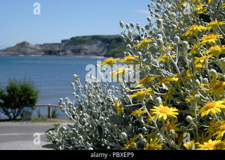 Yellow flowers and silver leaves of Brachyglottis greyi in the foreground against a background of Runswick Bay seascape and blue sky Stock Photo