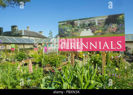 Plants and flowers, perennials, for sale on display outside in a Garden Centre, England, UK, Europe Stock Photo