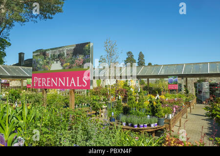 Garden Centre plants display, England, UK, Europe Stock Photo