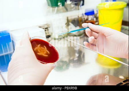 hand working with inoculating loop for spreading bacteria. Petri plate with agar and bacteria escherichia coli in shape of biohazard Stock Photo