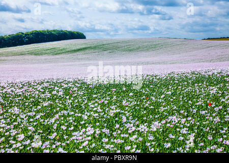 A field of cultivated white poppies on the Marlborough Downs in Wiltshire. Stock Photo