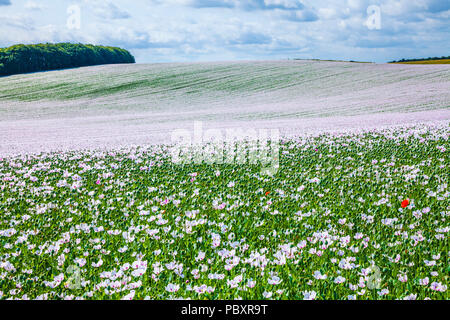 A field of cultivated white poppies on the Marlborough Downs in Wiltshire. Stock Photo