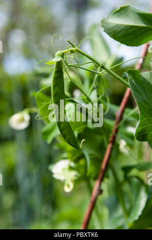 Peas growing in the sunshine. Stock Photo