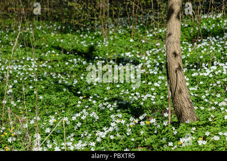 large field of white anemone flowers in spring. a plant of the buttercup family, typically bearing brightly colored flowers. Anemones are widely distr Stock Photo