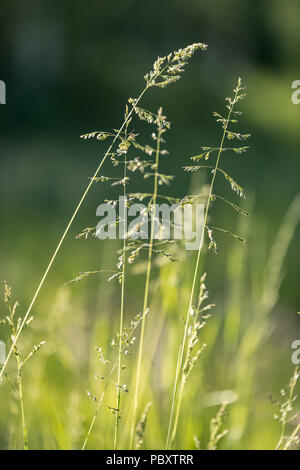 Beautiful green lawn freshly mowed with rain dew on grass and flowers Stock Photo