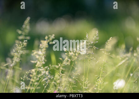 Beautiful green lawn freshly mowed with rain dew on grass and flowers Stock Photo