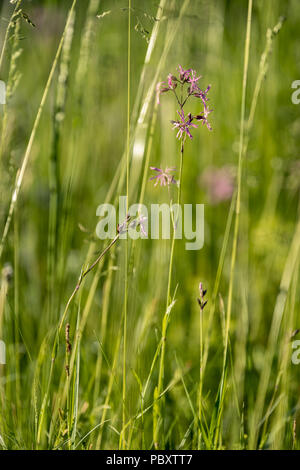 Beautiful green lawn freshly mowed with rain dew on grass and flowers Stock Photo