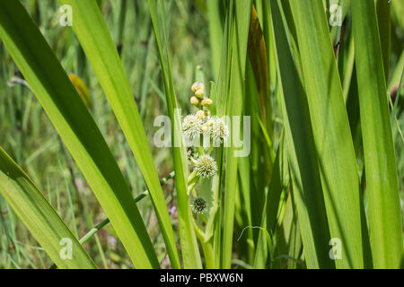 Inflorescence of  simplestem bur-reed -  Sparganium erectum Stock Photo