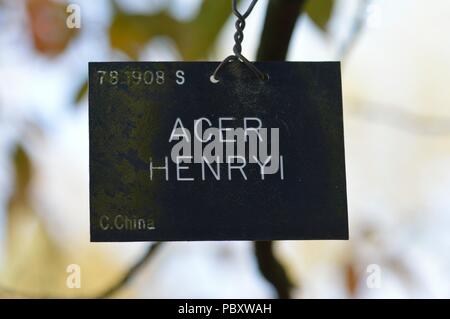 Acer henryi Stock Photo