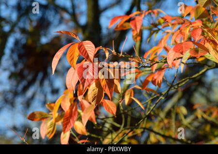 Acer henryi Stock Photo