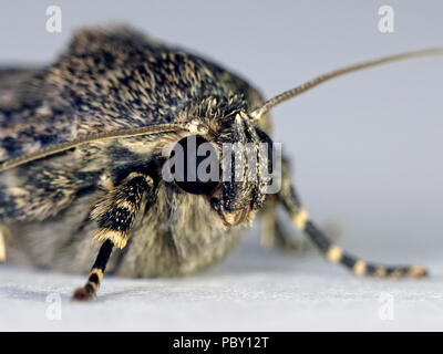 Macro photo of the Svensson's copper underwing moth