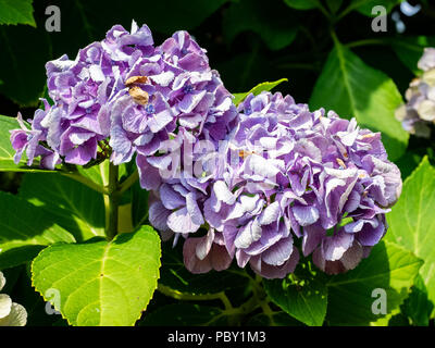 Purple hydrangeas bloom beside a road in the Japanese countryside. Stock Photo