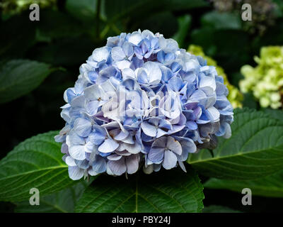 Blue hydrangeas bloom beside a road in the Japanese countryside on a hot summer day Stock Photo