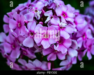small pink and purple hydrangeas bloom in a park in the Japanese countryside on a hot summer day Stock Photo