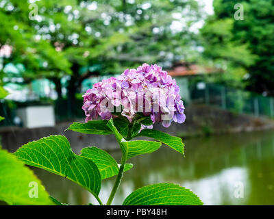 small pink and purple hydrangeas bloom beside a pond in a park on a hot summer day Stock Photo